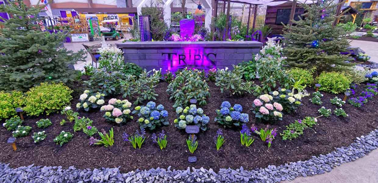 Tripis-Landscaping1240